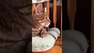 Adorable Tabby Cat Loves The Rocking Chair️