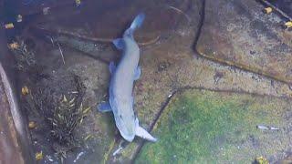 northern pike feeding time