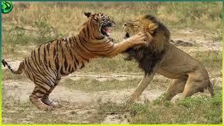 Lion vs Tiger Real Fight Tough creatures #lions #lionfamily