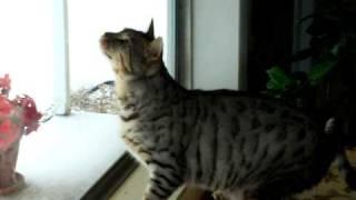 bengal cat talks to birds