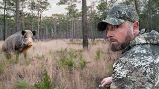 Bowhunting WILD PIGS on an ISLAND