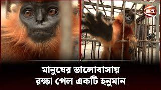 মানুষের ভালোবাসায় রক্ষা পেল একটি হনুমান | Sylhet Animal Rescue | Vet Clinic | Channel 24