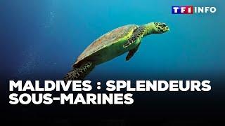 Maldives : splendeurs sous-marines｜TF1 INFO