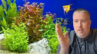 How to Pick Aquarium Plants the SMART Way