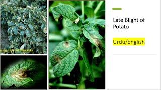 Late Blight of Potato: Phytophthora infestans, Symptoms, Cycle and Effective Management