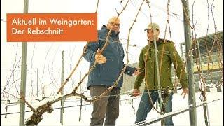 Der Rebschnitt im Winter ǀ VLog Weingut Esterhazy ǀ Episode 1