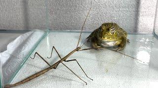 Can you eat this？ / Pacman frog , African bullfrog【LIVE FEEDING】