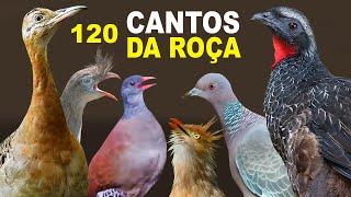 120 CANTOS da ROÇA - CANTOS DE AVES que TRAZEM LEMBRANÇAS, inhambu, perdigão, seriema, surucuá