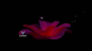 Cùng Ngắm Nhìn Sản Phẩm Flower Animation Đến Từ Vietart Productions | Vietart Productions