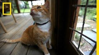 Where Your Cat Goes May Blow Your Mind | National Geographic