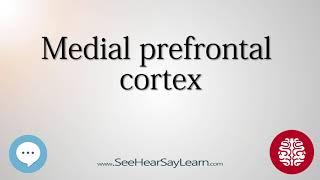 Medial prefrontal cortex   Anatomy of the Brain   SeeHearSayLearn 