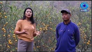 Travelogue | The Organic Production of Kachai Lemon