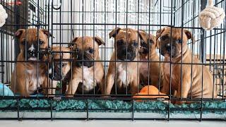 Staffy Pups - Day in the Life at 6 Weeks Old - Raising a Litter of Staffordshire Bull Terriers