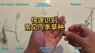 【居家DIY】快速识别常见冷季草| Lawn grass identification (cool season)