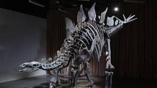 11 Questions About Stegosaurus