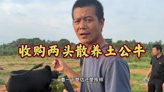 两头农村散养土公牛肚子吃的溜圆儿十三块多过秤，这能有搞头吗？