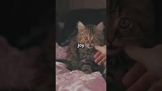 A Cat's Journey ( Heart touching story)      #inspiration #lifelessons #cat