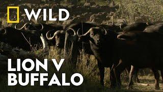 Buffalo Takedown | Killer Safari | National Geographic WILD UK