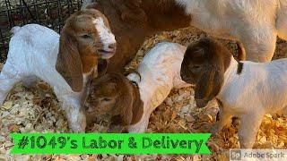 #1049 Had Triplets! | Boer Goat Kidding Season 2021