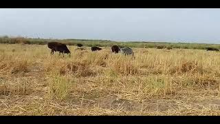 raising goats in lower Uzbekistan