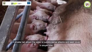 Good piglet management practices