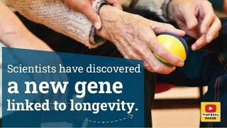 Scientists have discovered a new gene linked to longevity.