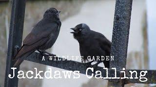 Jackdaws Calling. The Jackdaw Call.