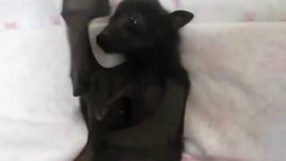 Cute baby bat flapping and yawning