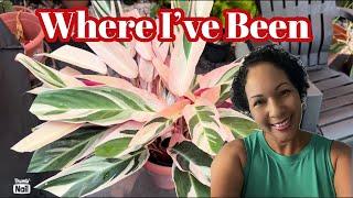 Back Patio Refresh || Cleaning & Re-organizing Potted Plants || Tropical Container Garden