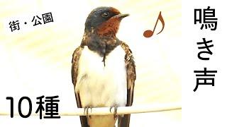 Singing birds / 10 species in Japan