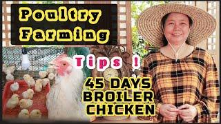 Paano Mag alaga ng Manok 45 Days Broiler Chicken / Anong Buwan dapat mag Poultry Farming