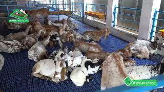 Plastic Flooring for Goats in Pakistan | Alpha Farmhouse | Alpha Livestock