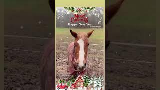 Happy Christmas #horse #shetlandpony #horseracing #horses #ponyfun