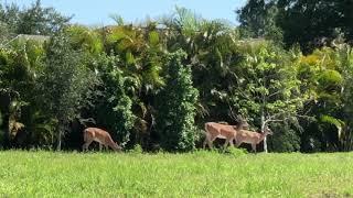 Deer visiting Sandhill Lake Sarasota!