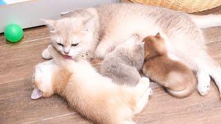 Mother cat Xaxa is very affectionate with Violin cat and takes care of her like her kitten.