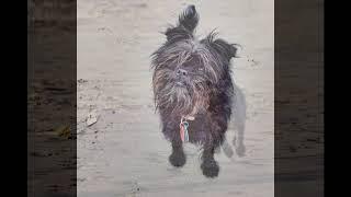 Affenpinscher dog  - should you get one