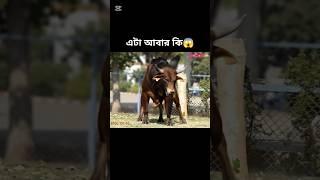 how possible cow dancing #sorts #sortvideo #viralshort #cow #dance #foryou #ai #edit #funny