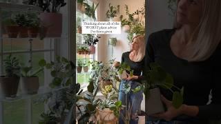 Worst plant advice I’ve been given #houseplantcare #plants #houseplants #plantmom #indoorplants