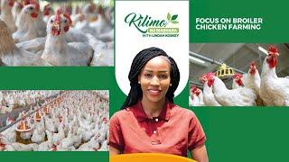 Focus On Broiler Chicken Farming | Kilimo na Biashara