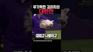 무기력한 강아지의 대반전