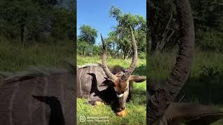 Hunting in South Africa, Gotsoma Safaris