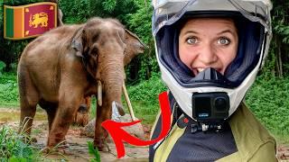 WILD ELEPHANT Encounter in Sri Lanka on my Motorcycle! (Ep.2)