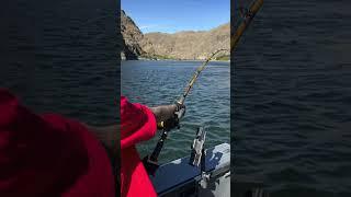 Hells Canyon Sturgeon! #jonessportfishing