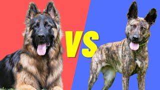 King Shepherd VS Dutch Shepherd - Pros and Cons of these two dog breeds