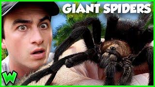 These Are The LARGEST Spiders In The US