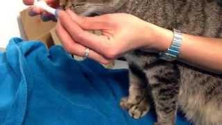 My Vet Animal Hospital: How to give tablets to a wriggly cat using a pill popper.