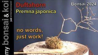 Bonsai 2024-27 - no words, just work! - Duftahorn - Stinkahorn - Premna japonica