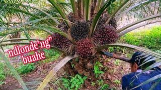 Mantap" nya buah panen sawit pokok rendah