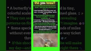 Did You Know Butterflies Taste with Their Feet?! 