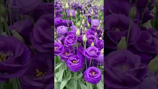 Как правильно сеять эустому. #plants #цветы #эустома #посевсемян #посевцветов
